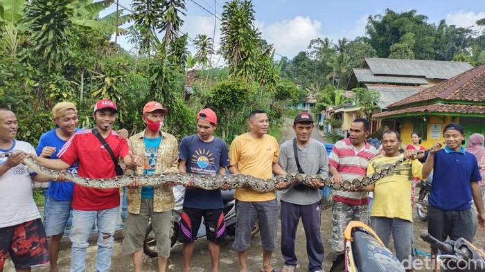 Warga menangkap ular sanca yang memangsa ternak di Cianjur.