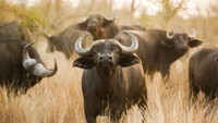 Kadang sering kita menyamakan kerbau dengan bison Amerika. Walau bentuknya mirip, namun mereka berasal dari genus yang berbeda. ( iStock)