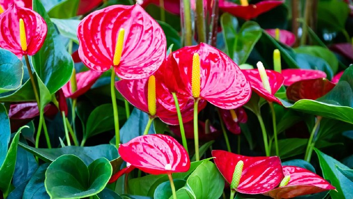 Beautiful brightness red Anthurium andraeanum , flamingo flowers or tailflower, painters palette, and laceleaf. blossom in garden with  bright red spathe and heart shape green leaf. Nature background