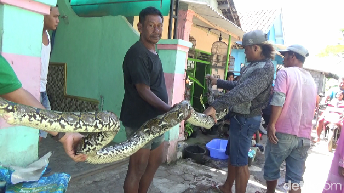 ular sanca di lumajang