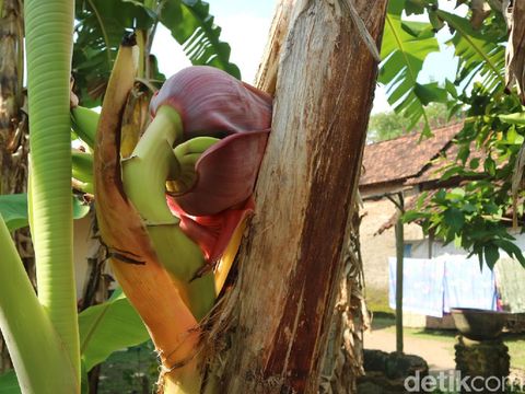 Pohon pisang dengan jantung di tengah batangnya, Kudus, Senin (10/5/2021).