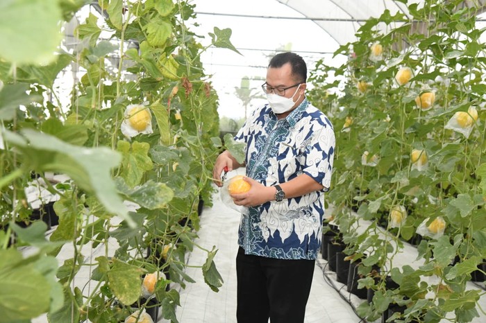 Rektor IPB Arif Satria memanen melon di Kebun IPB Sukamantri