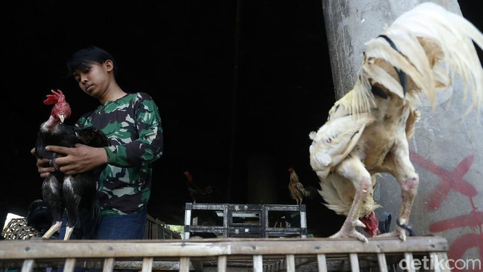 Menjelang perayaan Idul Fitri 1442 Hijriah, para pedagang ayam dan entok mulai memadati pasar Tradisional Cileungsi, Kabupaten Bogor, Senin (10/05/2021).