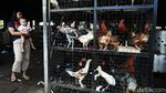 Warga Berburu Ayam dan Entok Jelang Lebaran