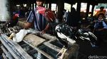 Warga Berburu Ayam dan Entok Jelang Lebaran