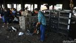 Warga Berburu Ayam dan Entok Jelang Lebaran