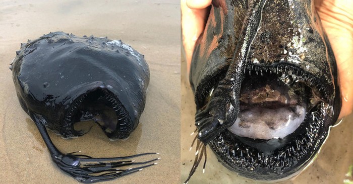 Disebut Mirip Vokalis Band Metal, Ikan Langka Ini Bikin Ngakak Netizen Disebut Mirip Vokalis Band Metal, Ikan Langka Ini Bikin Ngakak Netizen