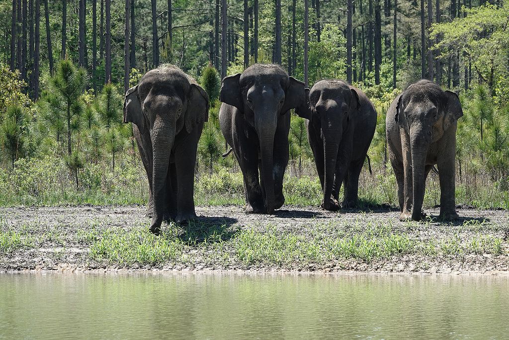 Gajah di White Oak Conservation