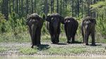Foto Gajah Sirkus yang Masuk Panti Jompo
