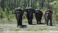 White Oak Conservation didirikan pada tahun 1982 dan telah diperluas menjadi sekitar 17.000 hektar. Selain gajah, suaka margasatwa ini juga menjadi rumah bagi badak, okapi, bongo, rusa Dama, dan cheetah.