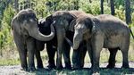 Foto Gajah Sirkus yang Masuk Panti Jompo