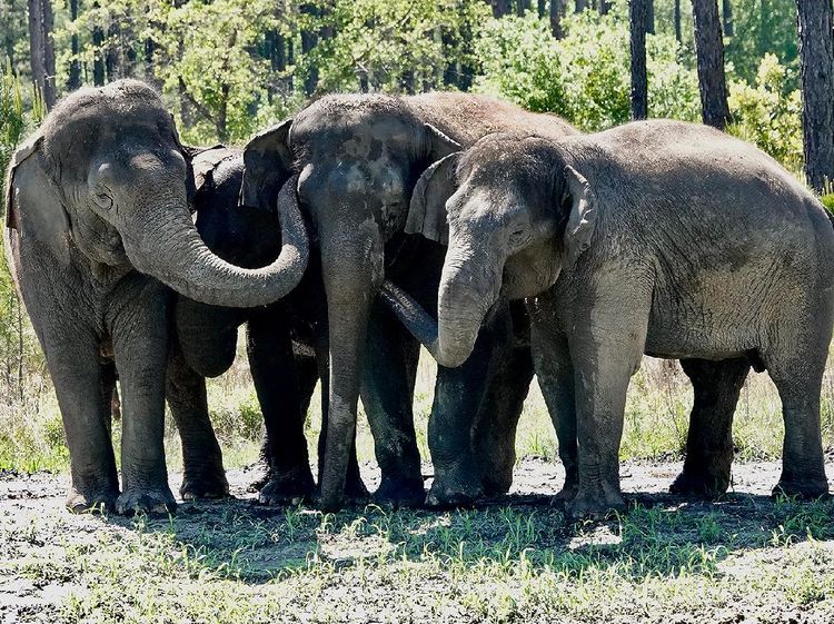 Foto Gajah Sirkus yang Masuk Panti Jompo