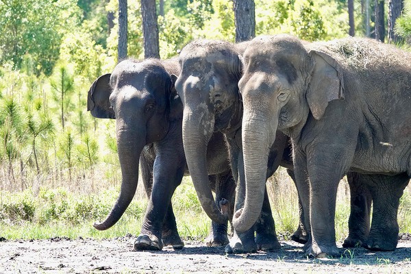 Gajah-gajah ini akan ditampung di White Oak Conservation, yang terletak di utara Jacksonville, Florida. Gajah-gajah ini akan ditampung di White Oak Conservation, yang terletak di utara Jacksonville, Florida.