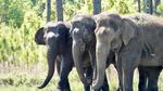 Foto Gajah Sirkus yang Masuk Panti Jompo