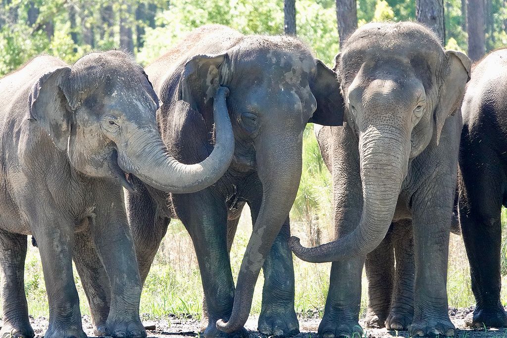 Gajah di White Oak Conservation