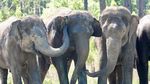Foto Gajah Sirkus yang Masuk Panti Jompo