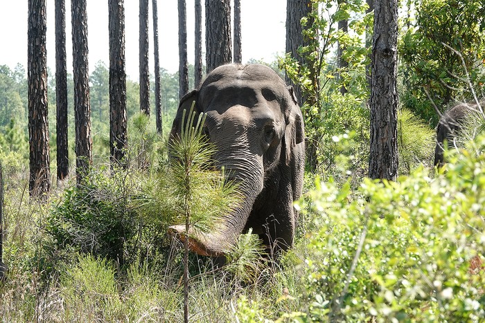 Gajah di White Oak Conservation