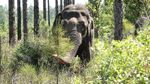 Foto Gajah Sirkus yang Masuk Panti Jompo