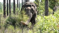 Ini adalah tempat perlindungan bagi spesies langka yang terletak di utara Jacksonville dan tepat di selatan garis Florida-Georgia. Nanti setidaknya 20 gajah sirkus diperkirakan akan segera tiba di pengungsian.