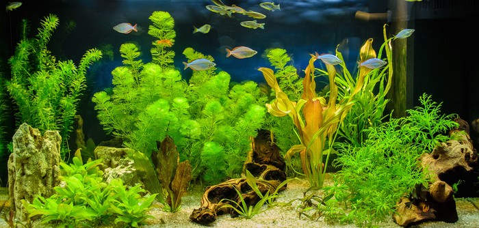 Ilustrasi tanaman aquascape