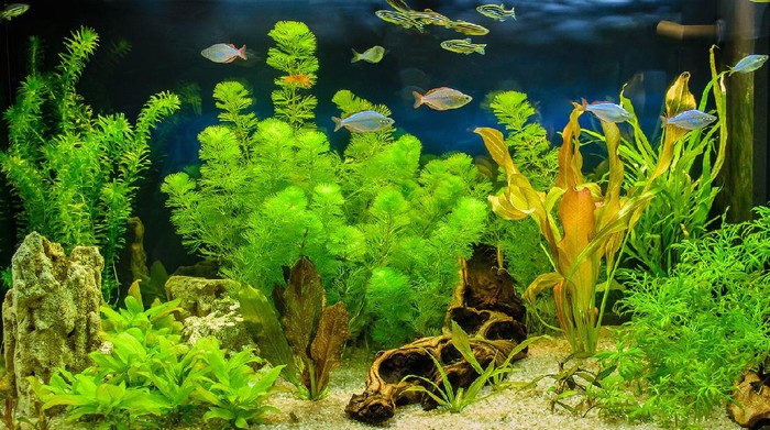 Ilustrasi tanaman aquascape