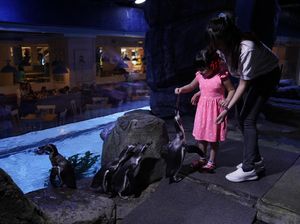 Jakarta Aquarium Buka Saat Libur Lebaran, Kapasitas Maksimal 30%