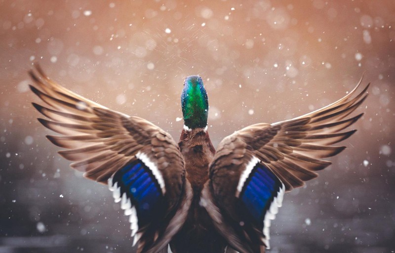 Jawara German Society for Nature Photography