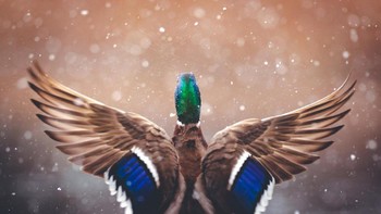 Finalis kategori Burung. Karya Sarah Bohm. Foto: dok German Society for Nature Photography