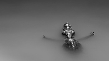 Finalis kategori Hewan Lain. Karya Jenny Loreen Zierold. Foto: dok German Society for Nature Photography