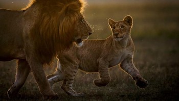 Jawara kategori Mamalia diraih Peter Lindel. Foto: dok German Society for Nature Photography