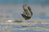 Jawara German Society for Nature Photography
