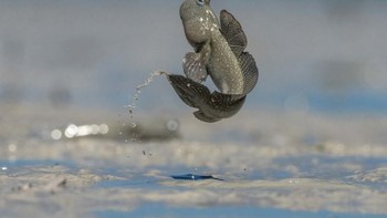 Kategori Hewan Lain diraih Scott Portelli. Foto: dok German Society for Nature Photography