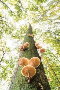 Jawara German Society for Nature Photography