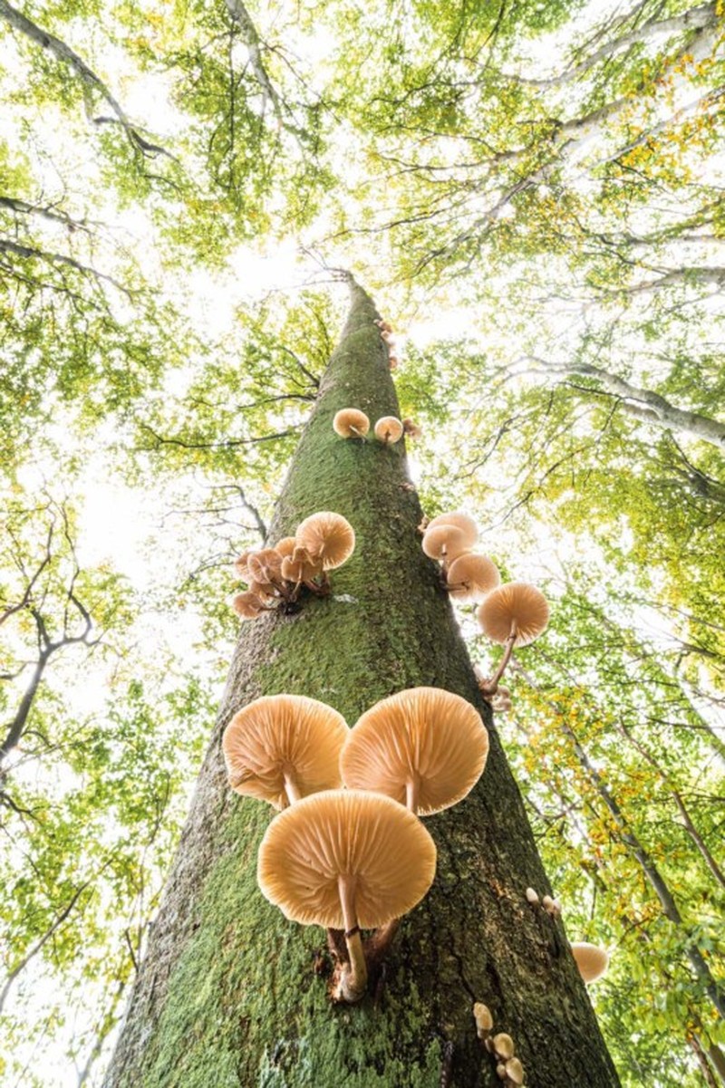 Jawara German Society for Nature Photography