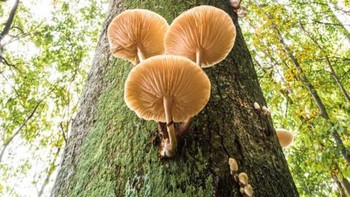 Jawara kategori Tumbuhan dan Jamur diraih Stefan Imig Foto: dok German Society for Nature Photography