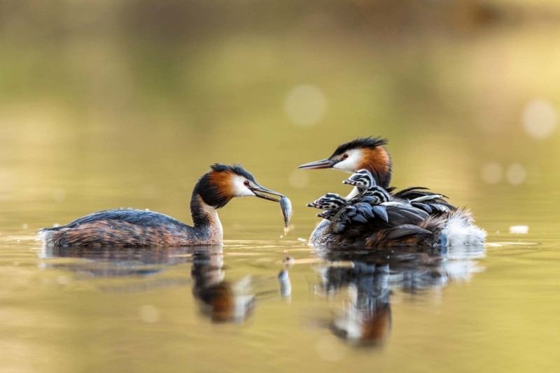 Jawara German Society for Nature Photography