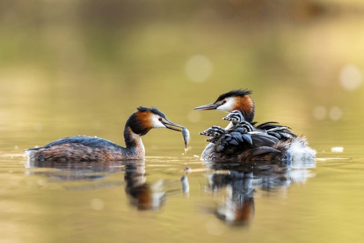 Jawara German Society for Nature Photography Jawara German Society for Nature Photography