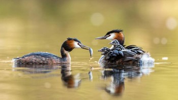 Jawara kategori Kami adalah Keluarga diraih oleh Corinna Leonbacher Foto: dok German Society for Nature Photography