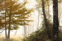 Jawara German Society for Nature Photography