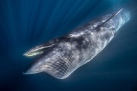 Jawara German Society for Nature Photography