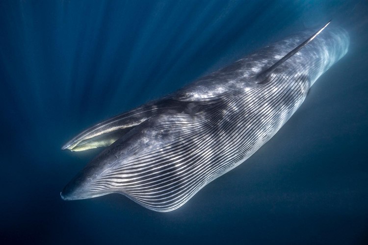 Jawara German Society for Nature Photography