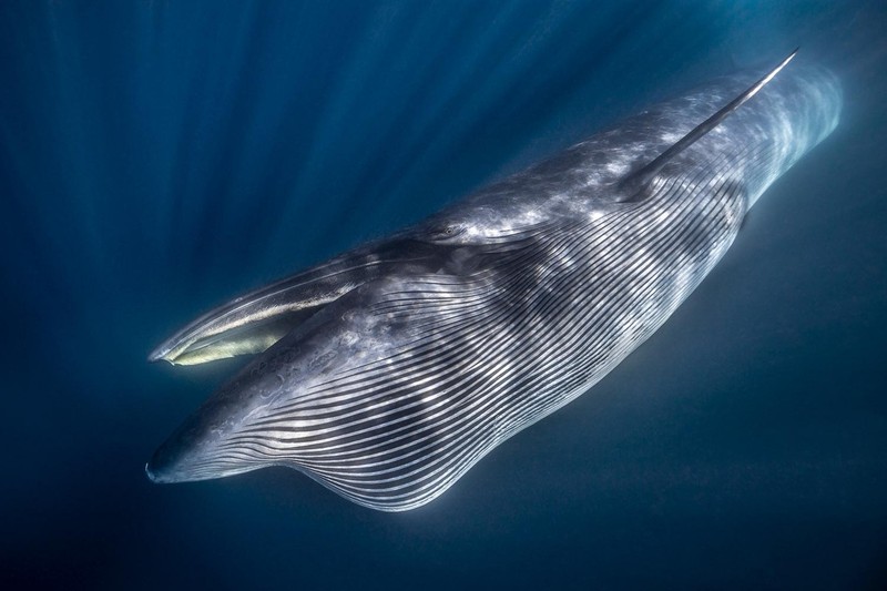 Jawara German Society for Nature Photography