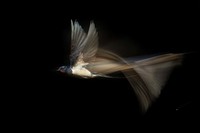 Jawara German Society for Nature Photography