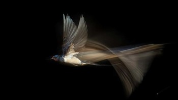 Pemenang keseluruhan dan kategori burung diraih Karsten Mosebach dan Bernhard Volmer. Keduanya mengabadikan burung layang-layang. Foto: dok German Society for Nature Photography