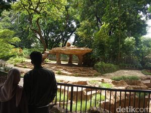 Polemik Tak Berujung Kebun Binatang Bandung