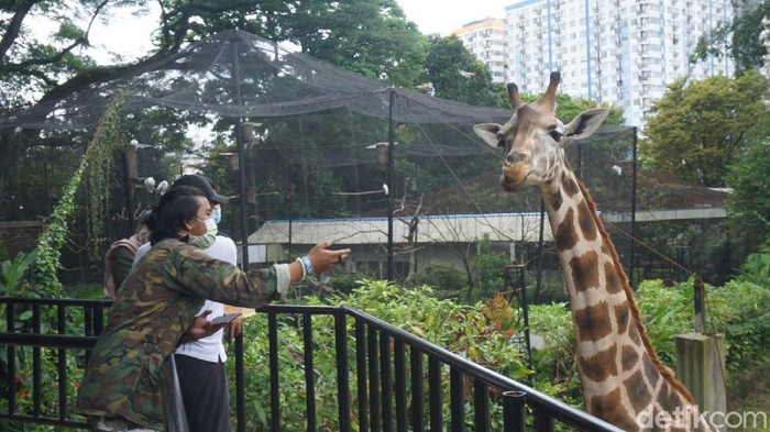 Kebun Binatang Bandung (Bandung Zoological Garden) memutuskan akan tetap dibuka saat perayaan Hari Raya Idul Fitri. Marcom Bandung Zoo Sulhan Syafii mengatakan, pihaknya sudah bersiap diri untuk menerima wisatawan dengan protokol kesehatan yang ketat.