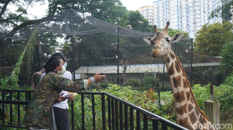 Kebun Binatang Bandung Rugi Rp 1,5 Miliar Setelah 10 Hari Tutup