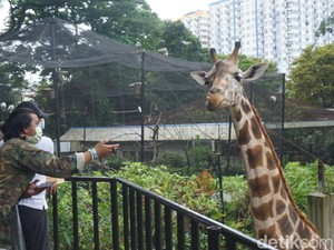 Beda Dengan Ragunan, Bandung Zoo Sebut Kondisi Hewan Sehat