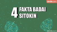 Badai sitokin bisa terjadi pada infeksi apapun, termasuk COVID-19.