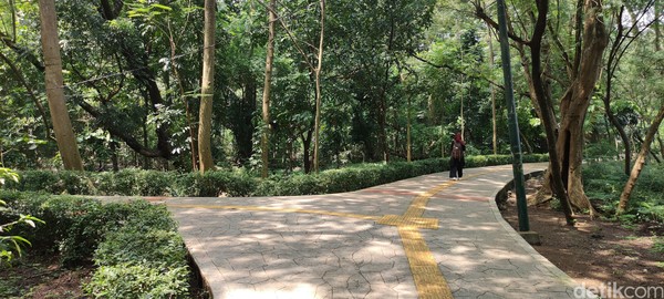 Kesan pertama kami saat memasuki Hutan Kota Srengseng adalah pepohonan di hutan mini ini begitu rapat. Kesan pertama kami saat memasuki Hutan Kota Srengseng adalah pepohonan di hutan mini ini begitu rapat.